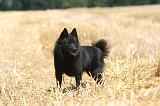 SCHIPPERKE 076